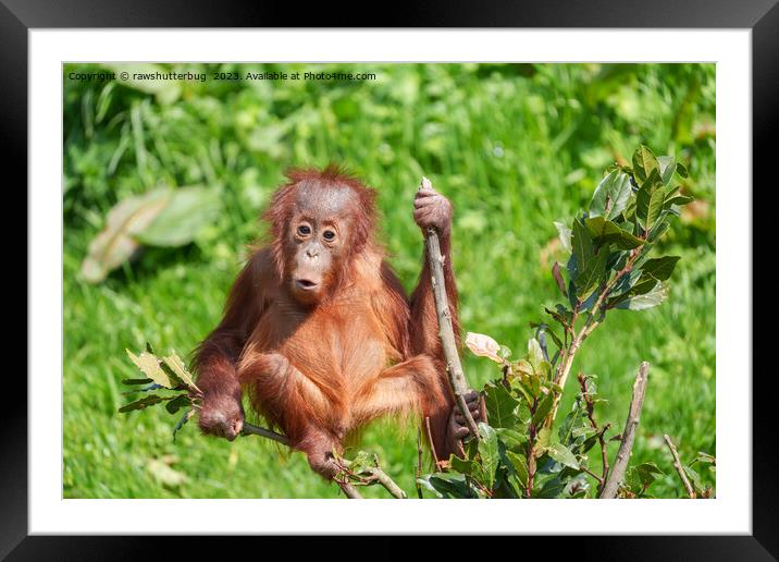 Endangered Orangutan: A Precious Climb Framed Mounted Print by rawshutterbug 