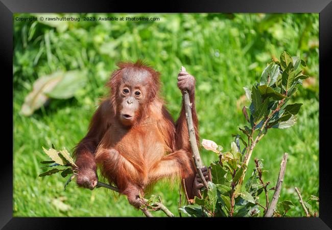 Endangered Orangutan: A Precious Climb Framed Print by rawshutterbug 