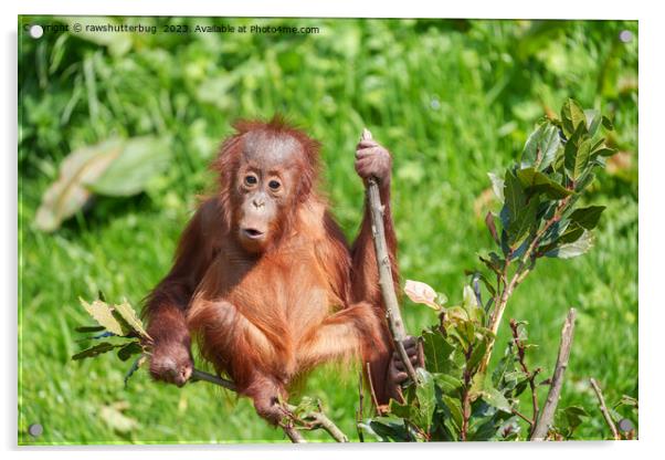 Endangered Orangutan: A Precious Climb Acrylic by rawshutterbug 