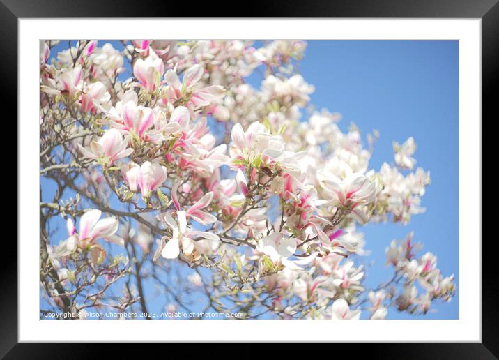 Magnolia Blossom Framed Mounted Print by Alison Chambers