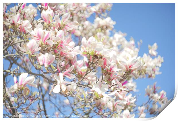 Magnolia Blossom Print by Alison Chambers