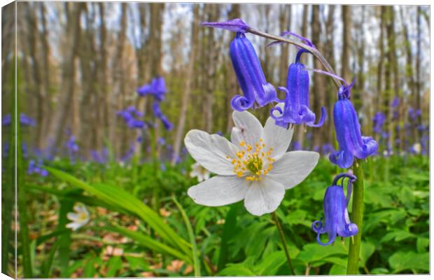 Wood Anemone and Bluebells Canvas Print by Arterra 