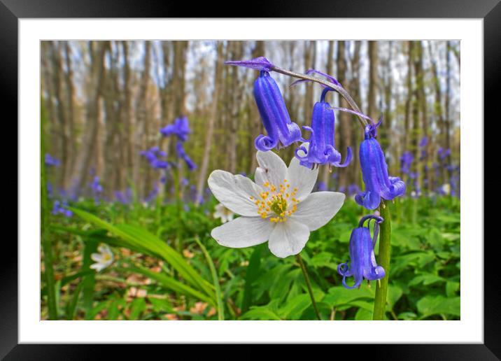 Wood Anemone and Bluebells Framed Mounted Print by Arterra 