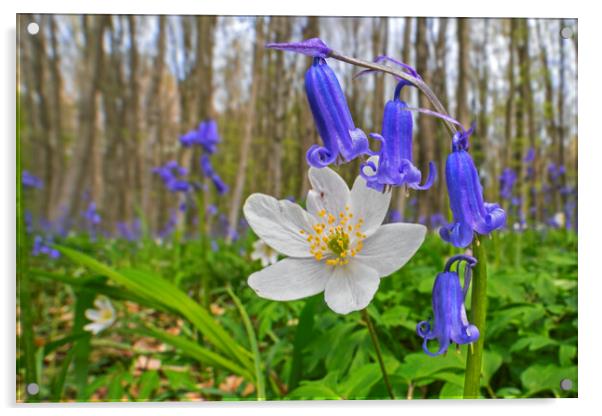 Wood Anemone and Bluebells Acrylic by Arterra 