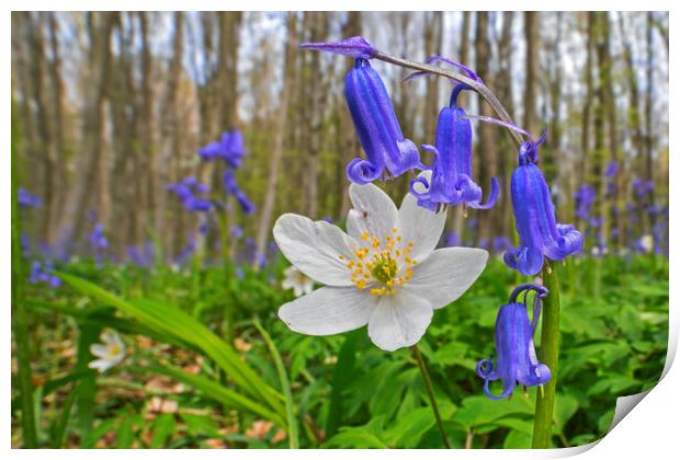 Wood Anemone and Bluebells Print by Arterra 