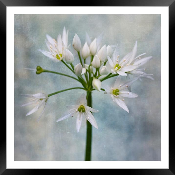 wild garlic Framed Mounted Print by kathy white