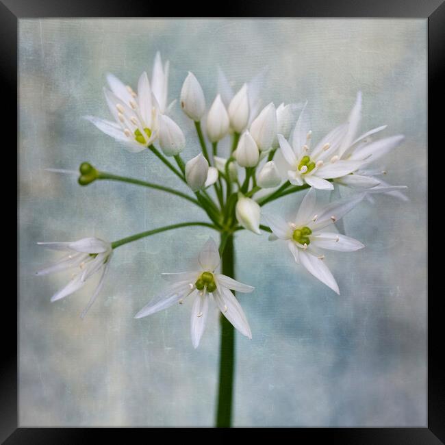 wild garlic Framed Print by kathy white