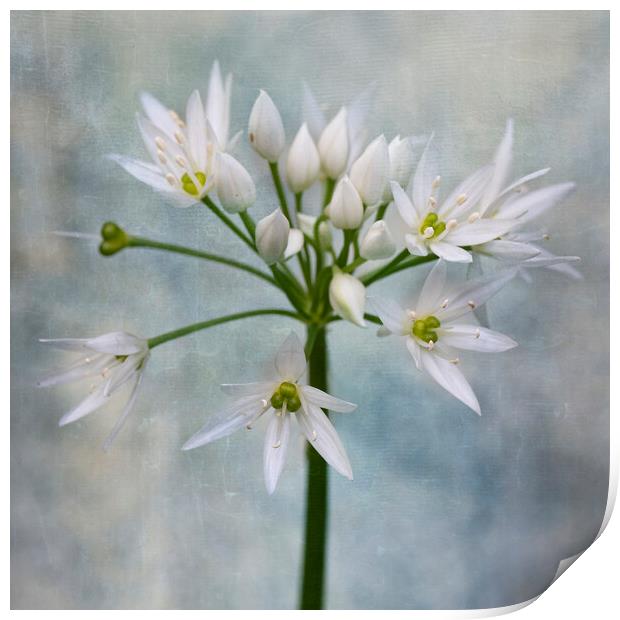 wild garlic Print by kathy white