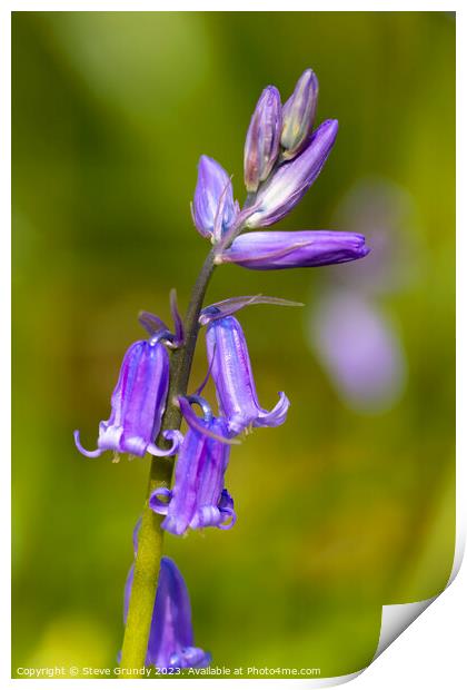 The Enchanting Bluebell Arrival Print by Steve Grundy