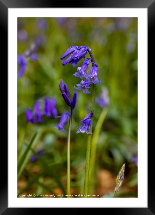 Enchanting Bluebell Symphony Framed Mounted Print by Steve Grundy