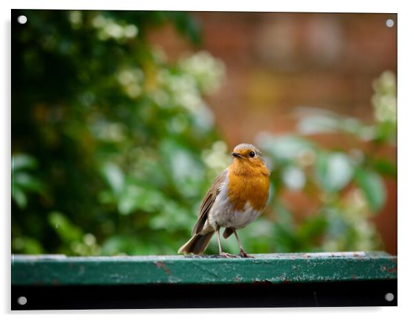 Robin  Acrylic by Victor Burnside