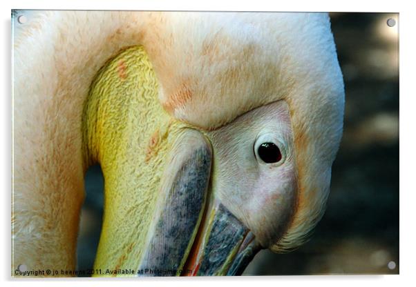 pelican Acrylic by Jo Beerens