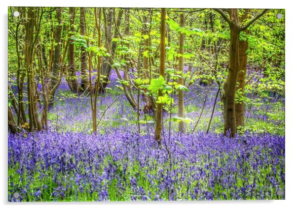 Bluebell walks in the sunshine Acrylic by Tony lopez