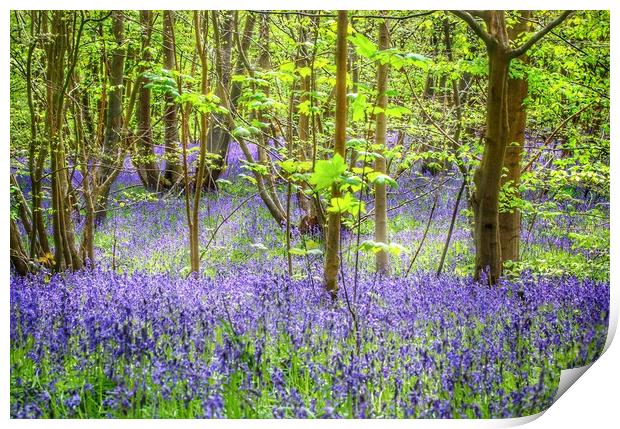Bluebell walks in the sunshine Print by Tony lopez