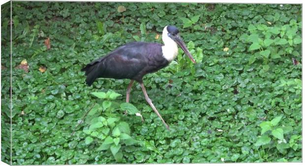 Woolly necked stork, Ciconia episcopus foraging Canvas Print by Irena Chlubna