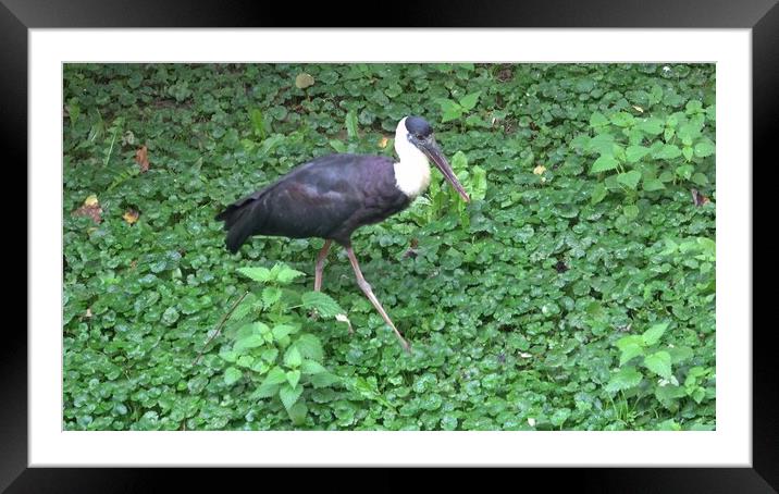 Woolly necked stork, Ciconia episcopus foraging Framed Mounted Print by Irena Chlubna