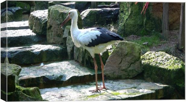 White Stork ( Ciconia ciconia ) na staircase Canvas Print by Irena Chlubna