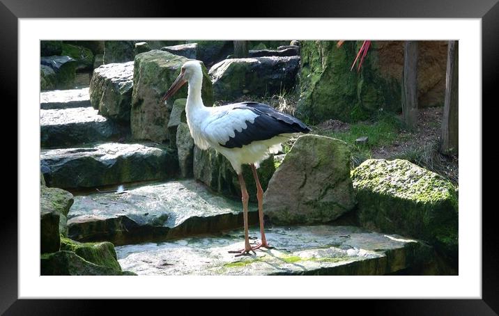 White Stork ( Ciconia ciconia ) na staircase Framed Mounted Print by Irena Chlubna