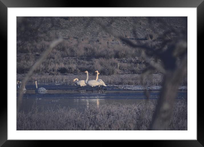 Swans on a frozen loch  Framed Mounted Print by Ross McNeillie