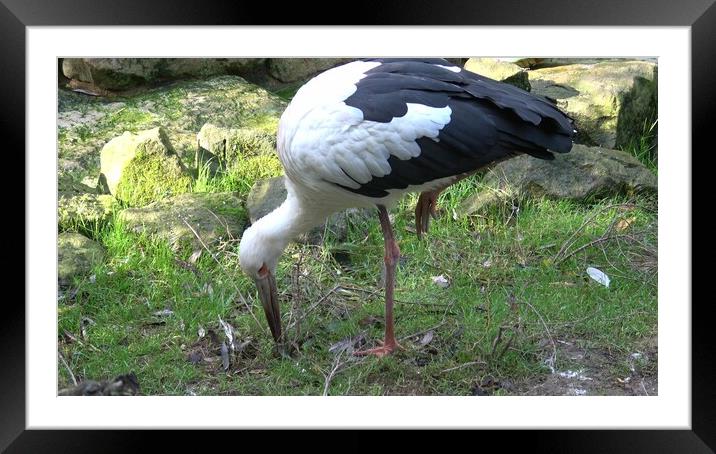White stork (Ciconia Ciconia) looking for food in the grass Framed Mounted Print by Irena Chlubna