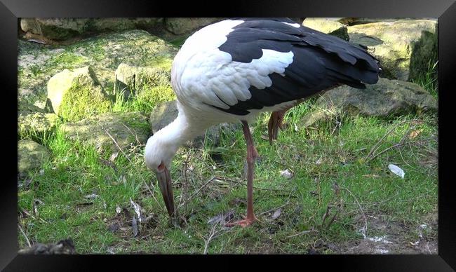 White stork (Ciconia Ciconia) looking for food in the grass Framed Print by Irena Chlubna