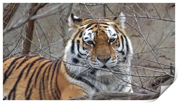 Siberian tiger, Panthera tigris altaica Print by Irena Chlubna