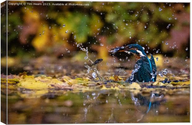 Kingfisher catching fish Canvas Print by Tim Hearn