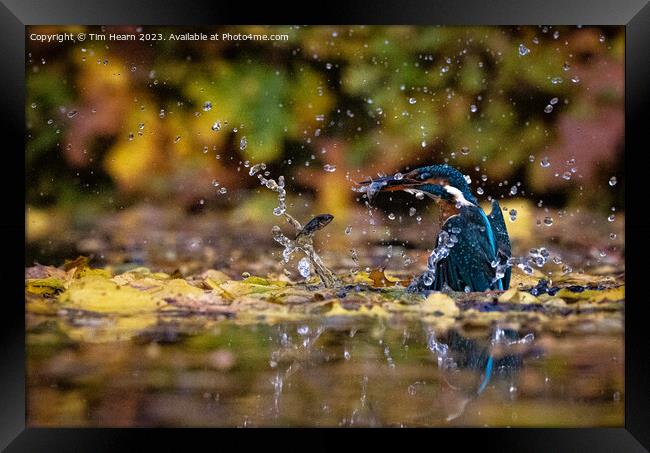 Kingfisher catching fish Framed Print by Tim Hearn
