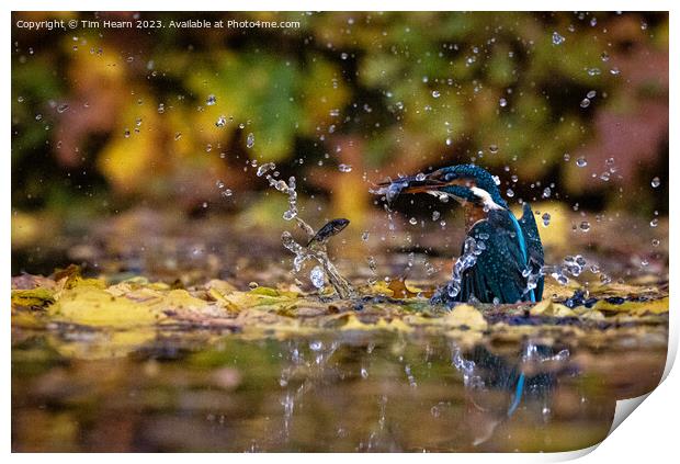 Kingfisher catching fish Print by Tim Hearn