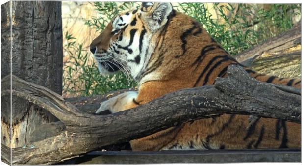 Siberian tiger, Panthera tigris altaica Canvas Print by Irena Chlubna