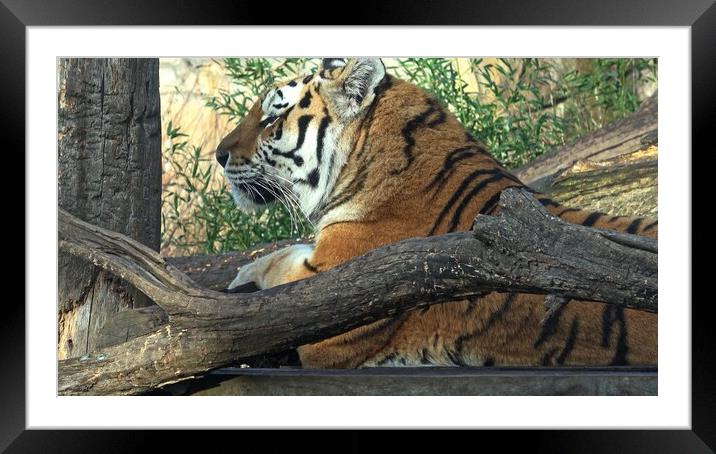 Siberian tiger, Panthera tigris altaica Framed Mounted Print by Irena Chlubna