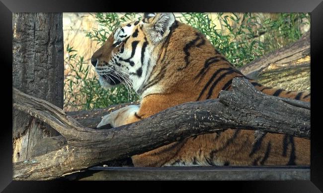 Siberian tiger, Panthera tigris altaica Framed Print by Irena Chlubna