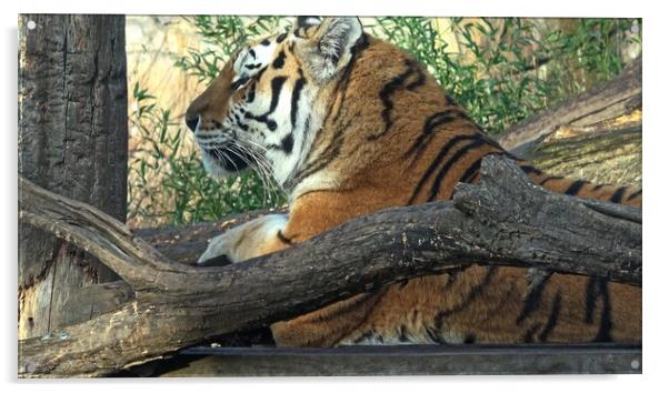 Siberian tiger, Panthera tigris altaica Acrylic by Irena Chlubna