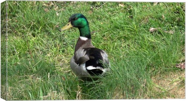 Wild male duck in the green grass Canvas Print by Irena Chlubna
