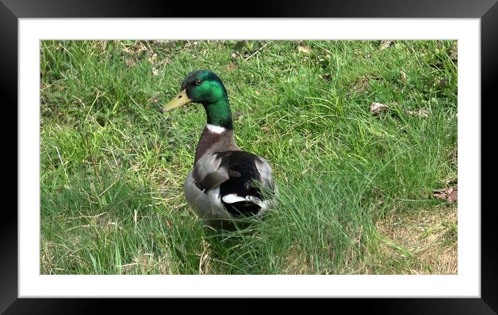Wild male duck in the green grass Framed Mounted Print by Irena Chlubna