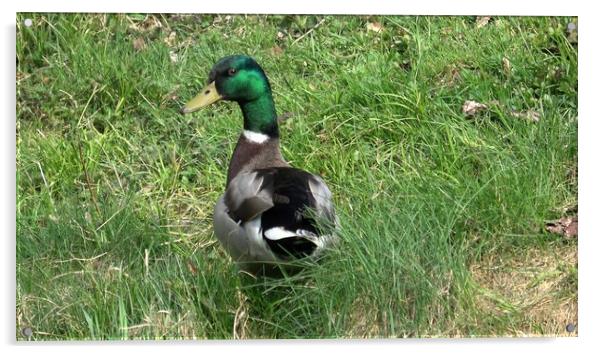 Wild male duck in the green grass Acrylic by Irena Chlubna