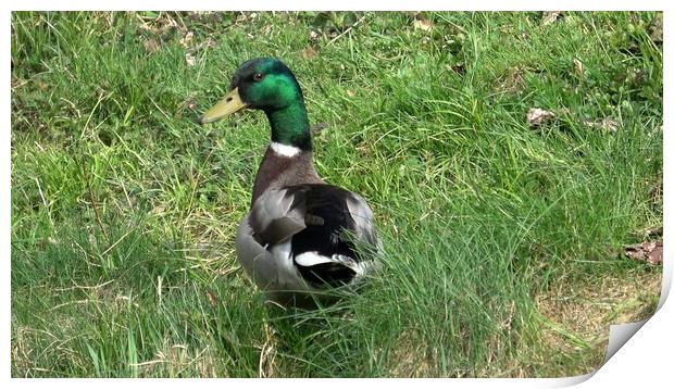 Wild male duck in the green grass Print by Irena Chlubna