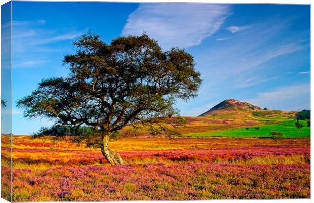 Autumn Moorland Heather on the North York Moors Canvas Print by Martyn Arnold