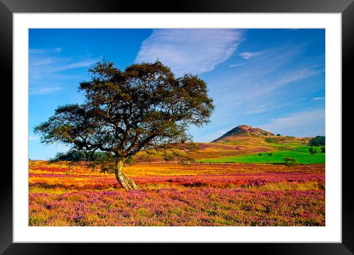 Autumn Moorland Heather on the North York Moors Framed Mounted Print by Martyn Arnold
