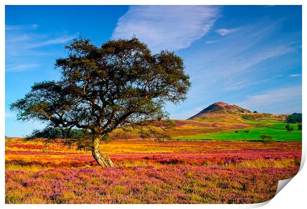 Autumn Moorland Heather on the North York Moors Print by Martyn Arnold