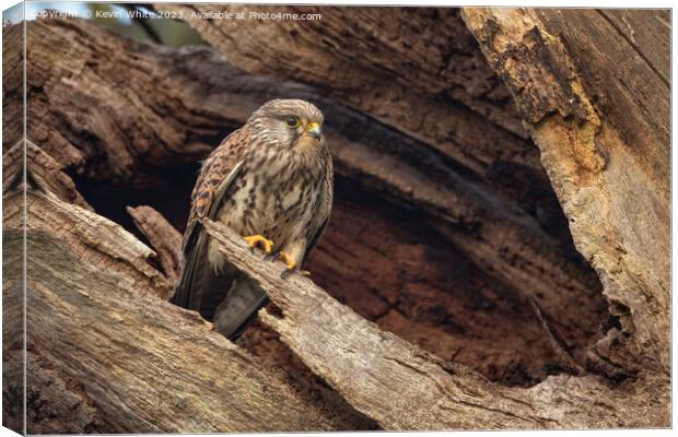 Kestrel with adopted dead tree as a nest Canvas Print by Kevin White