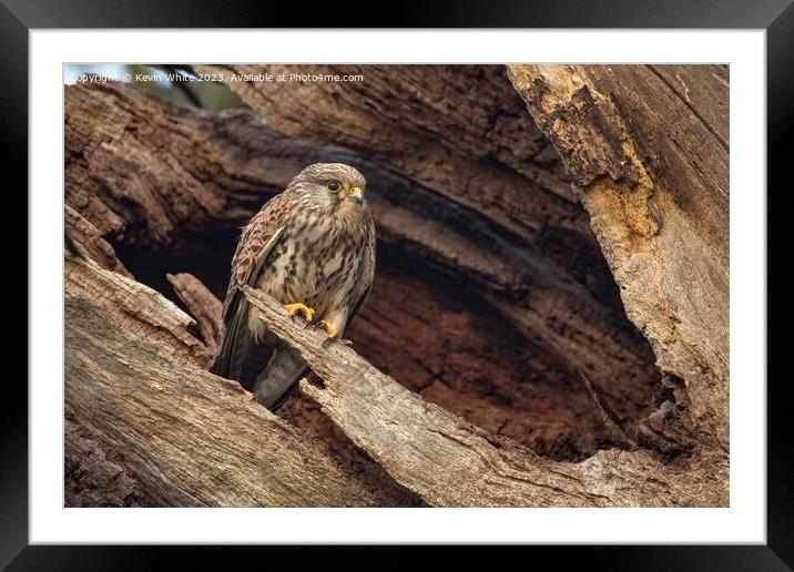 Kestrel with adopted dead tree as a nest Framed Mounted Print by Kevin White