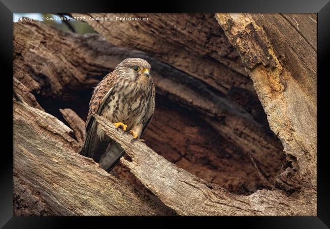 Kestrel with adopted dead tree as a nest Framed Print by Kevin White