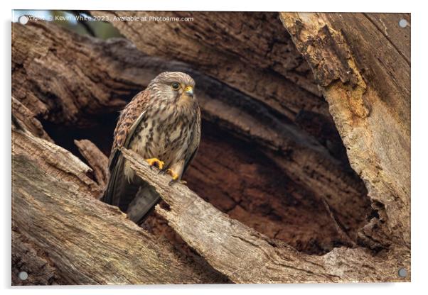 Kestrel with adopted dead tree as a nest Acrylic by Kevin White