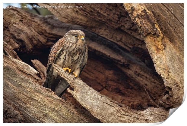 Kestrel with adopted dead tree as a nest Print by Kevin White