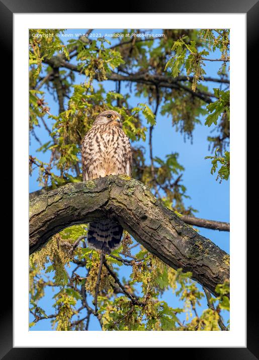Springtime with the common Kestrel Framed Mounted Print by Kevin White