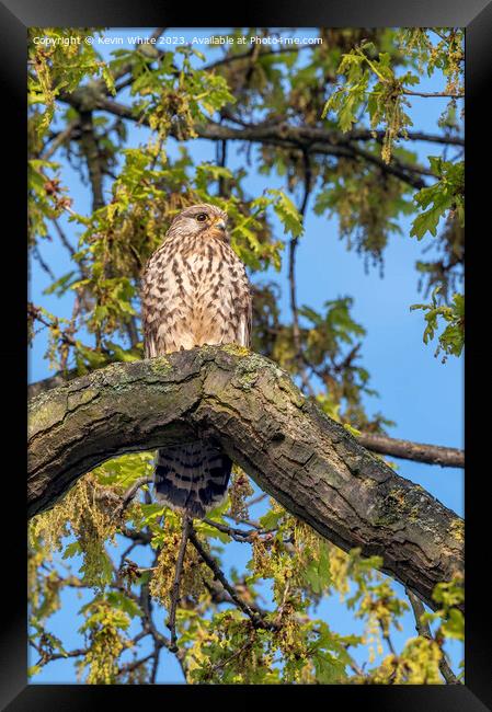 Springtime with the common Kestrel Framed Print by Kevin White