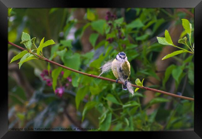 Blue Tit nesting Framed Print by Julie Tattersfield