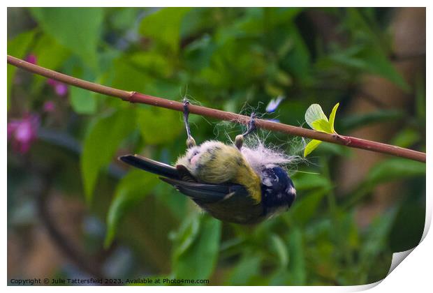 Blue tit agility! Print by Julie Tattersfield