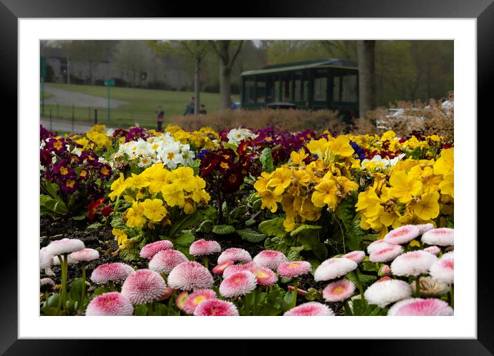 Spring Flowers Framed Mounted Print by Glen Allen
